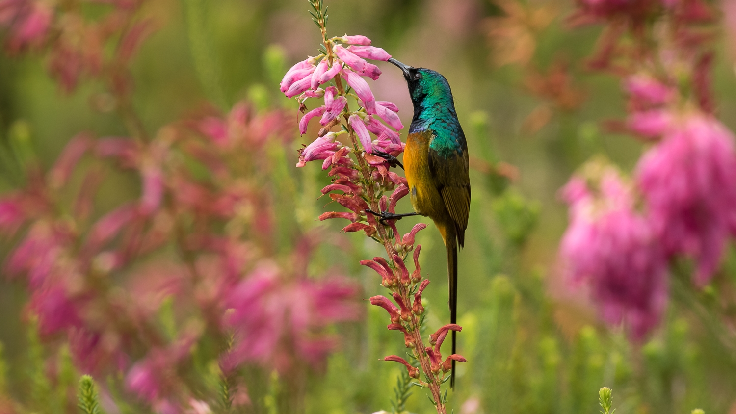 afrikanische Kolibris