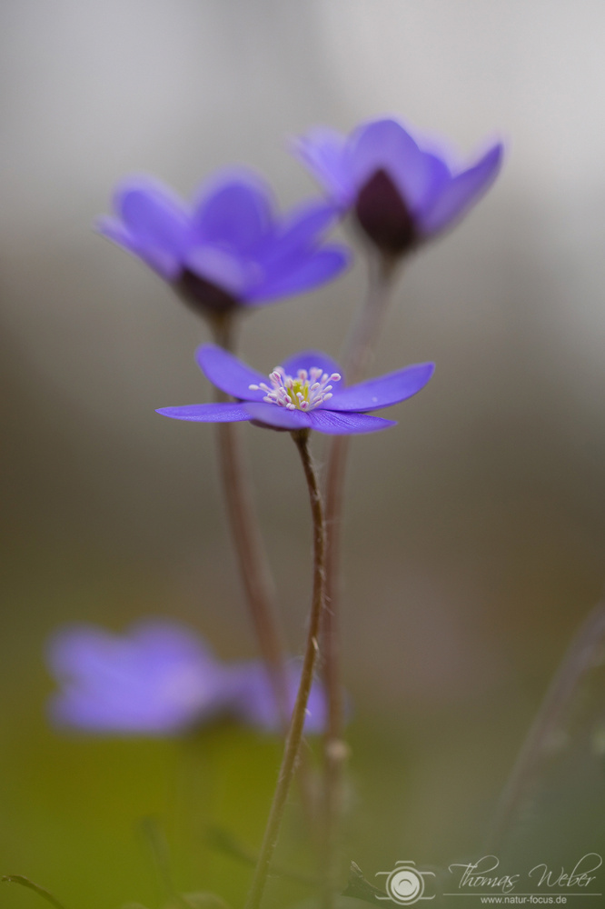 Leberblümchen