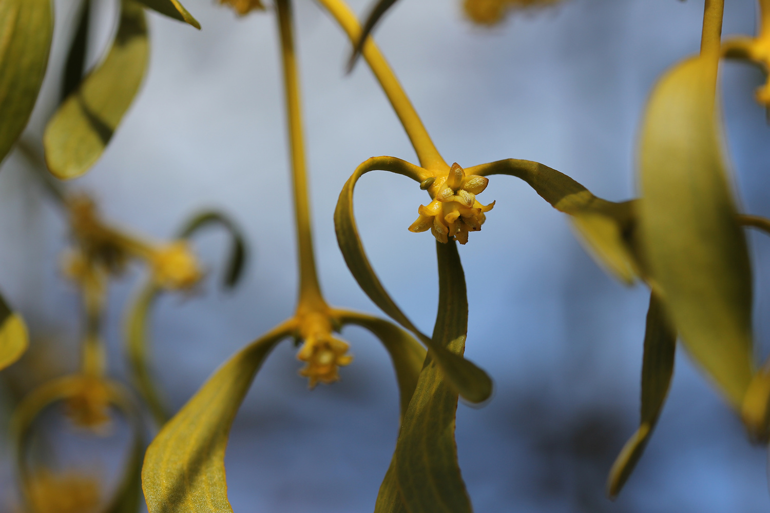 Mistelblüte im März