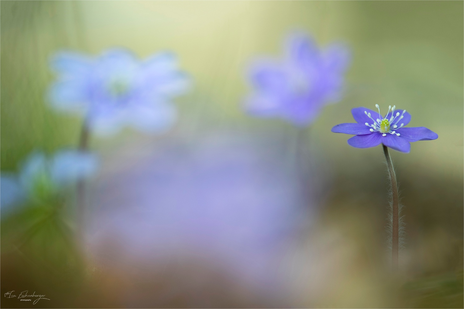 Synphonie in Blau