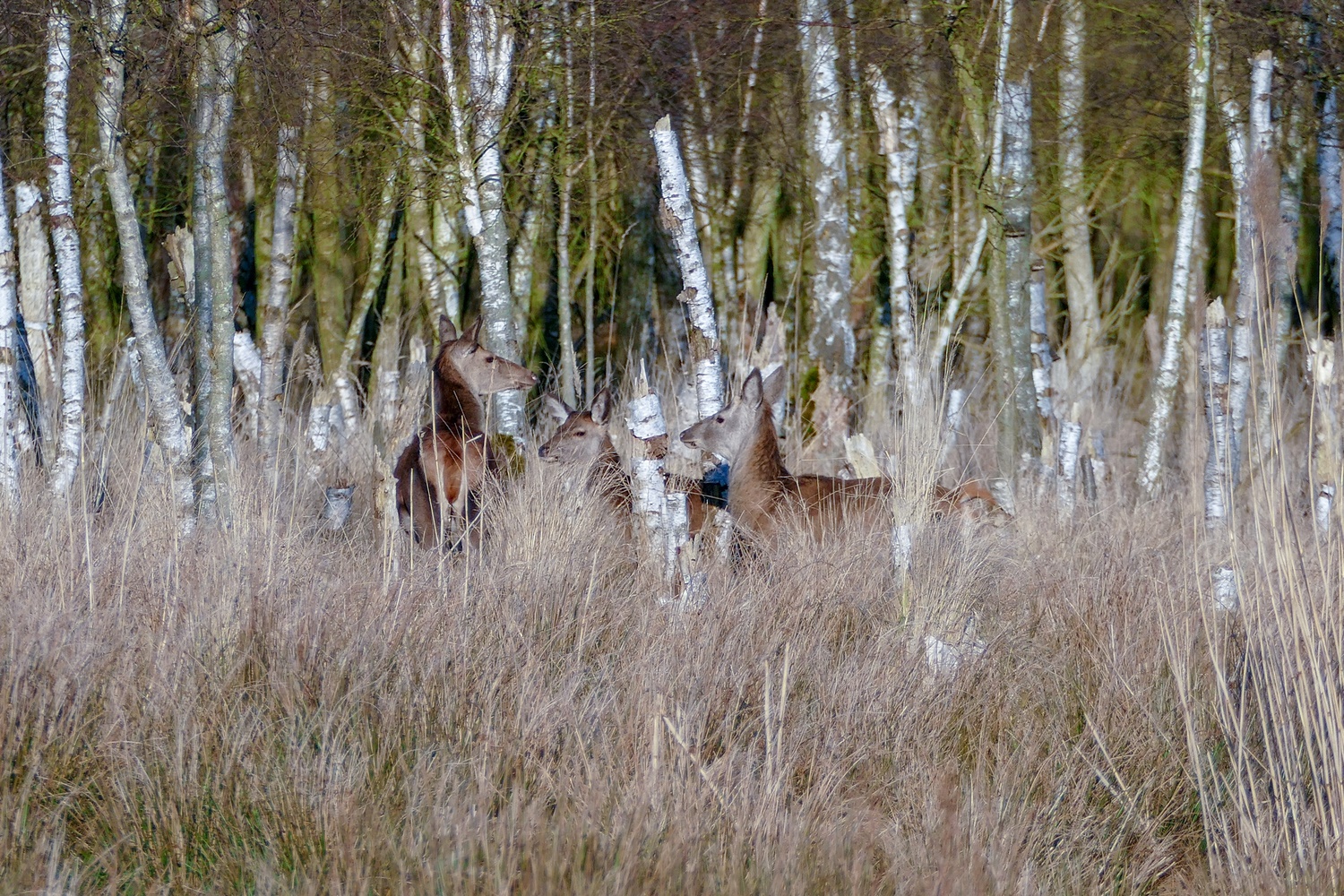 Rotwild am Sumpfsee 2