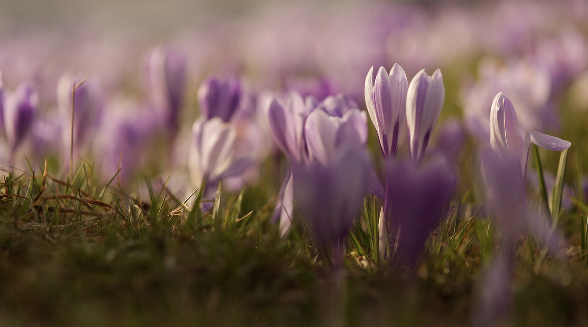 Wilde Krokusse