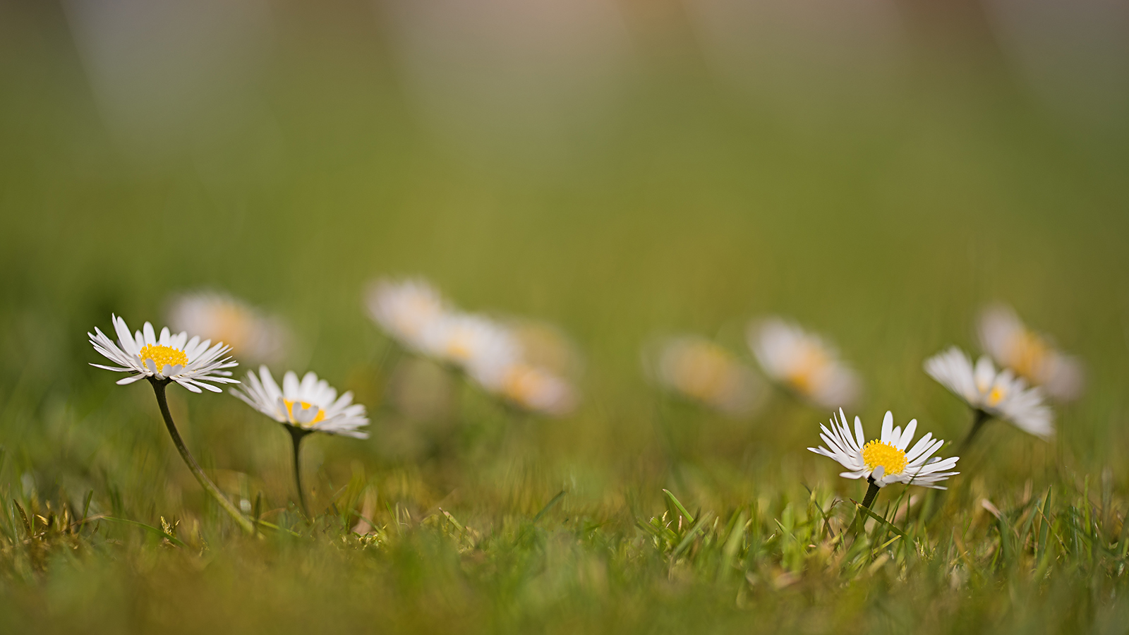 Den Frühling entgegen