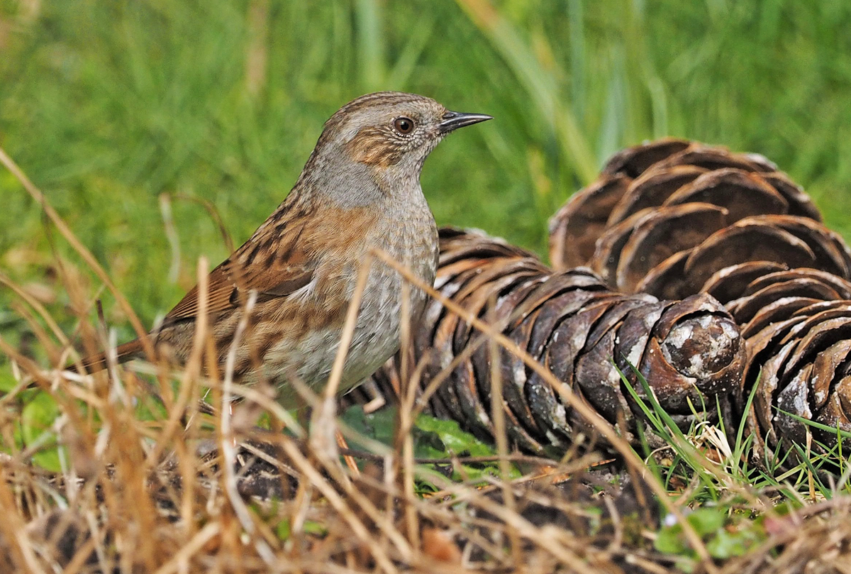 Heckenbraunelle neben Weymouthkiefernzapfen