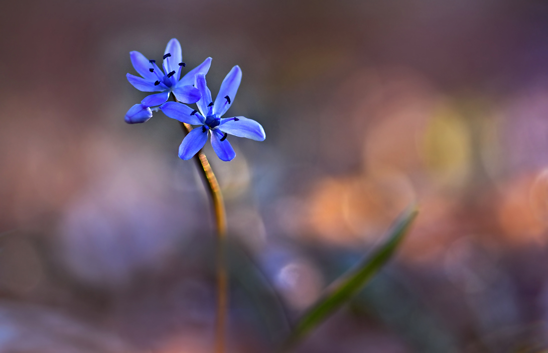 Der schönste Frühling ...,