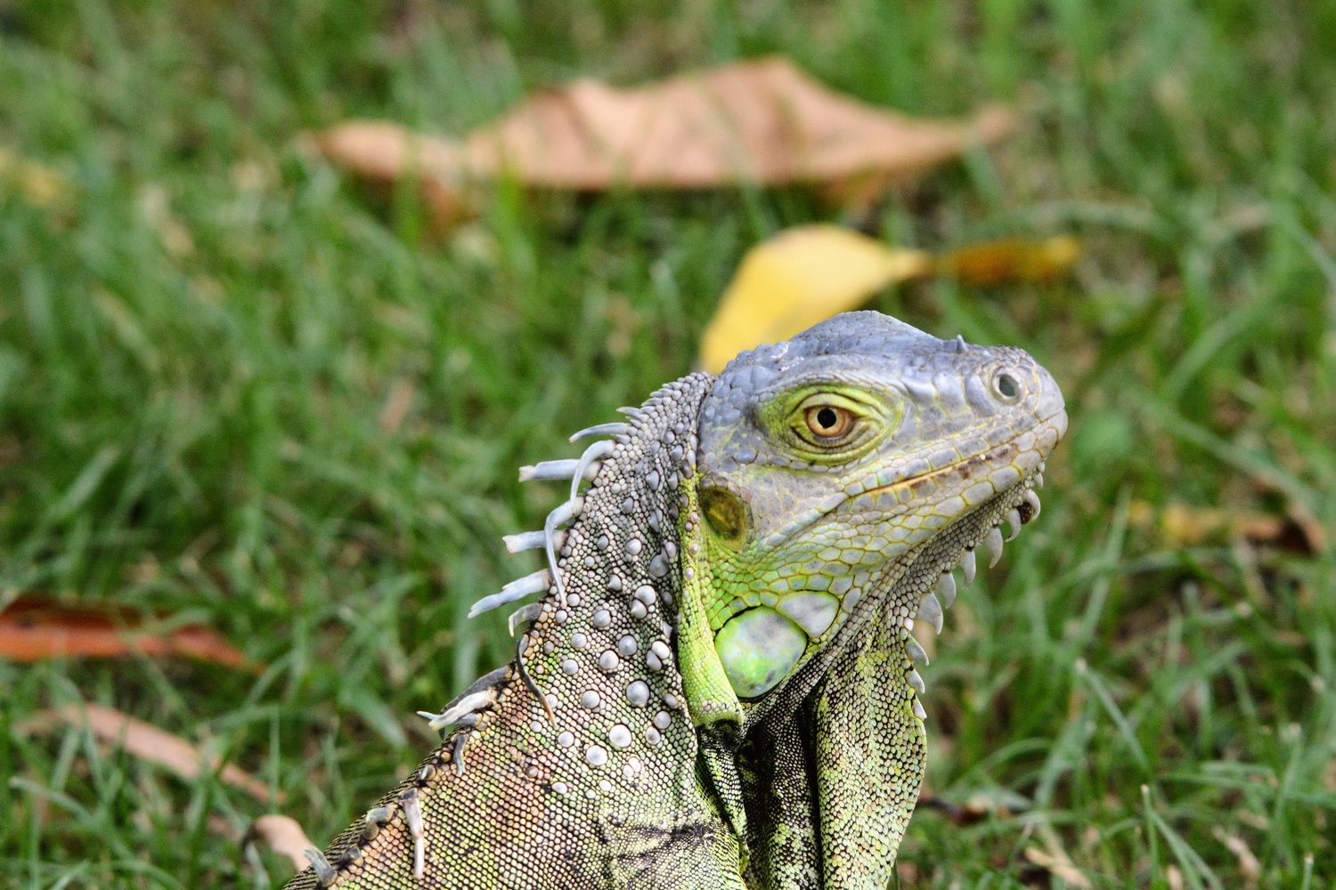 Iguana 3