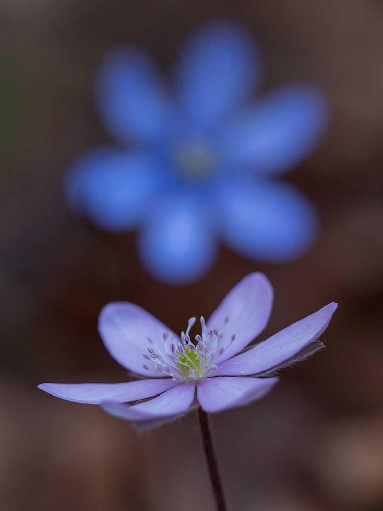 Leberblümchen (Männchen und Weibchen ;-))