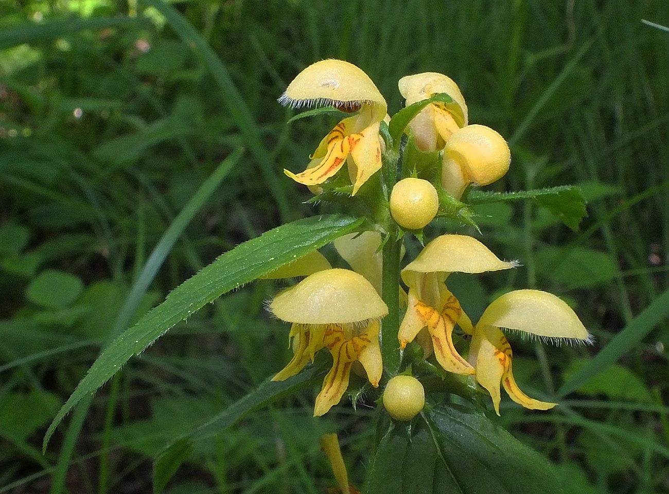 Goldene Schönheit