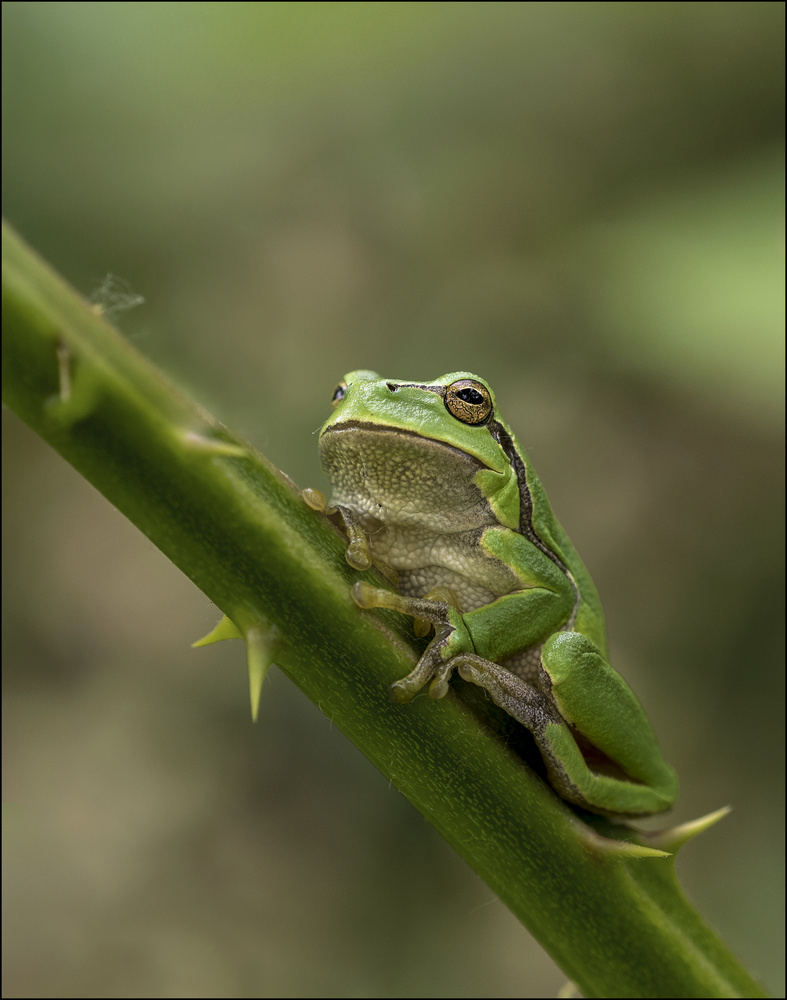 Laubfrosch