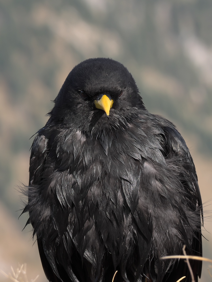 Angry Bird