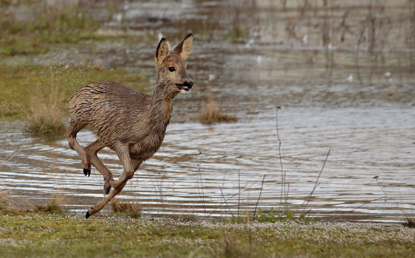 Reh (Capreolus capreolus)