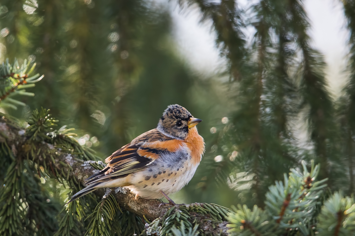 Bergfink oder Nordfink (Fringilla montifringilla)