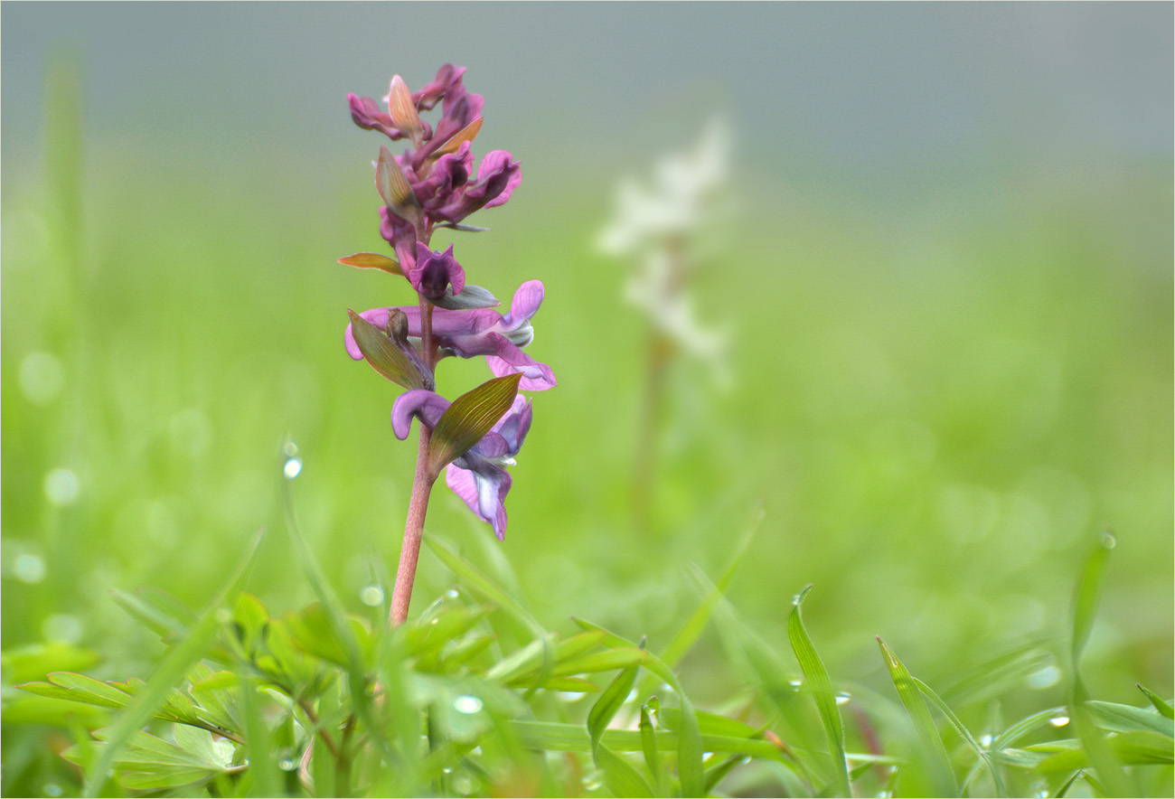 Von Rot bis Violett