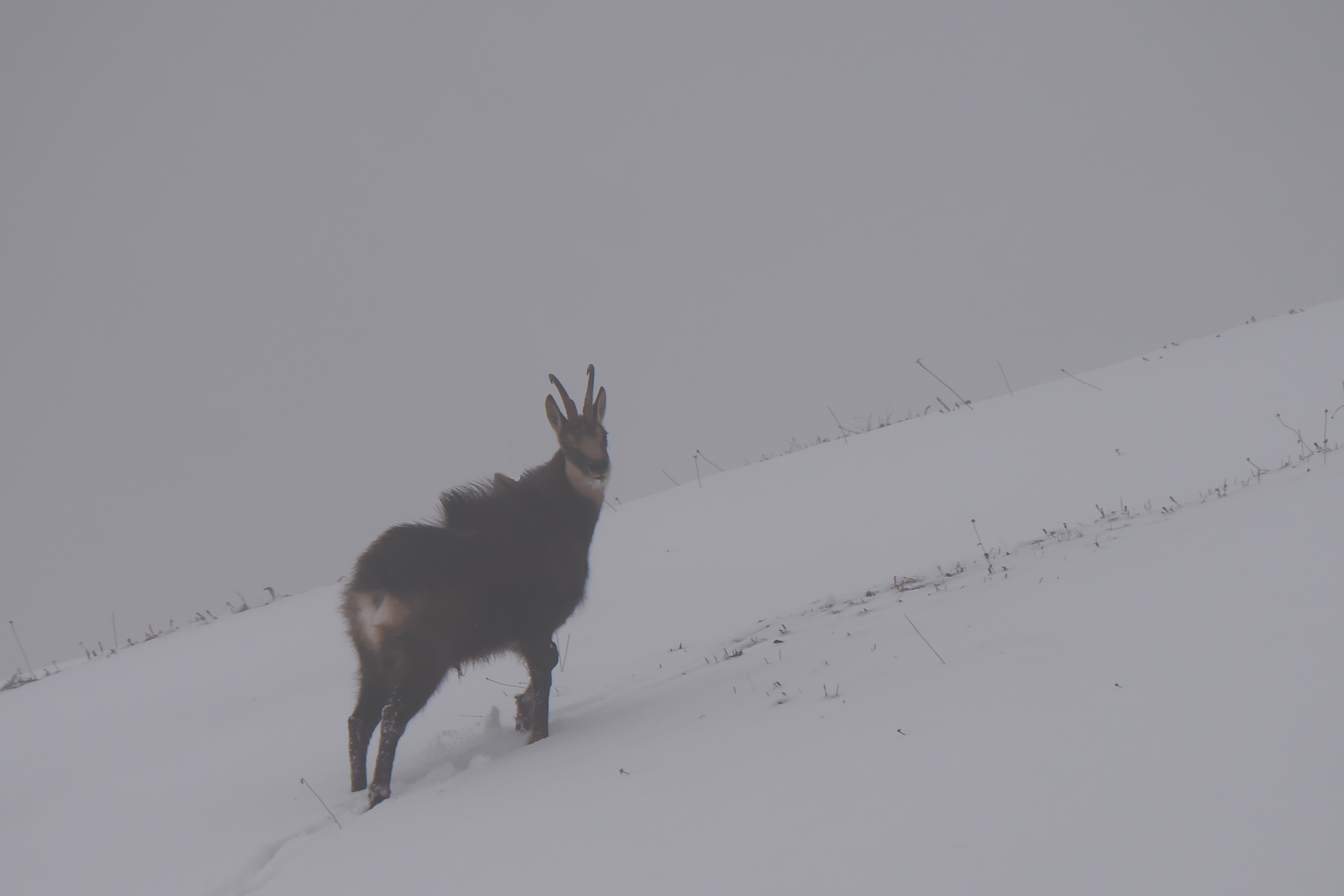 Gamsbock im Nebel