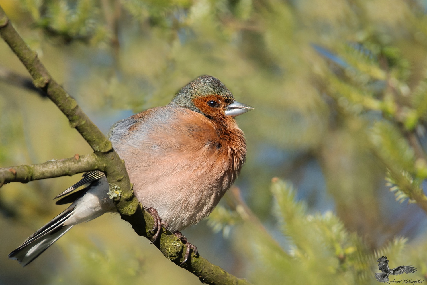 Buchfinkmännchen...