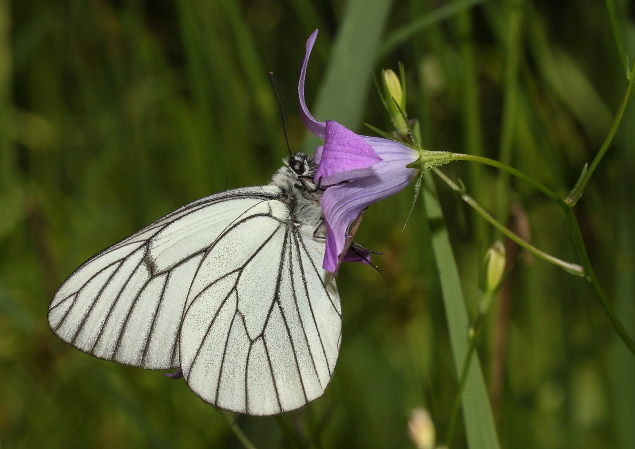 Baumweißling (Aporia crataegi)