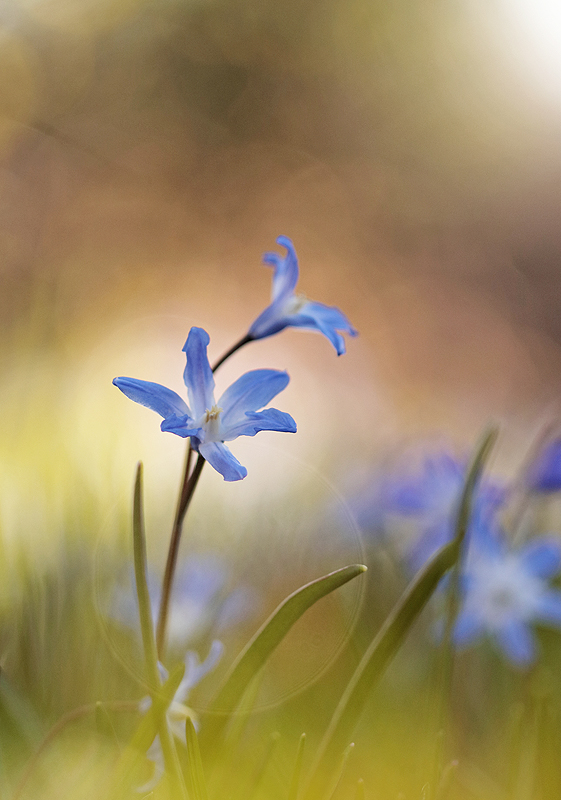 Blausternchen bzw. Sternhyazinthe