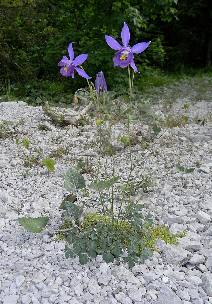 Kleinblütige Akelei