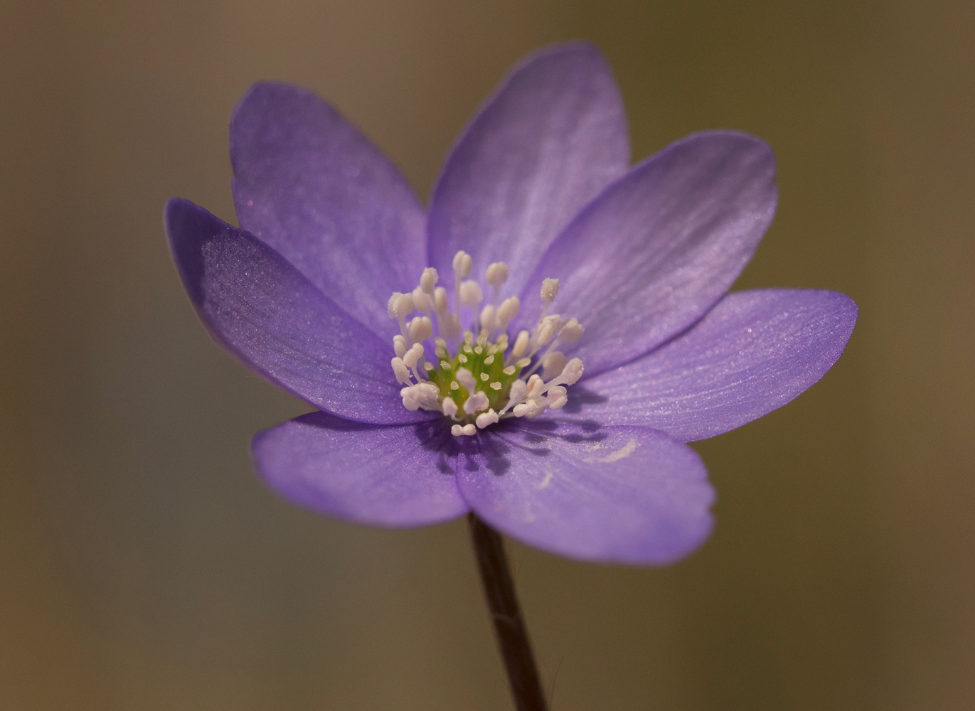 Leberblümchen am Waldrand