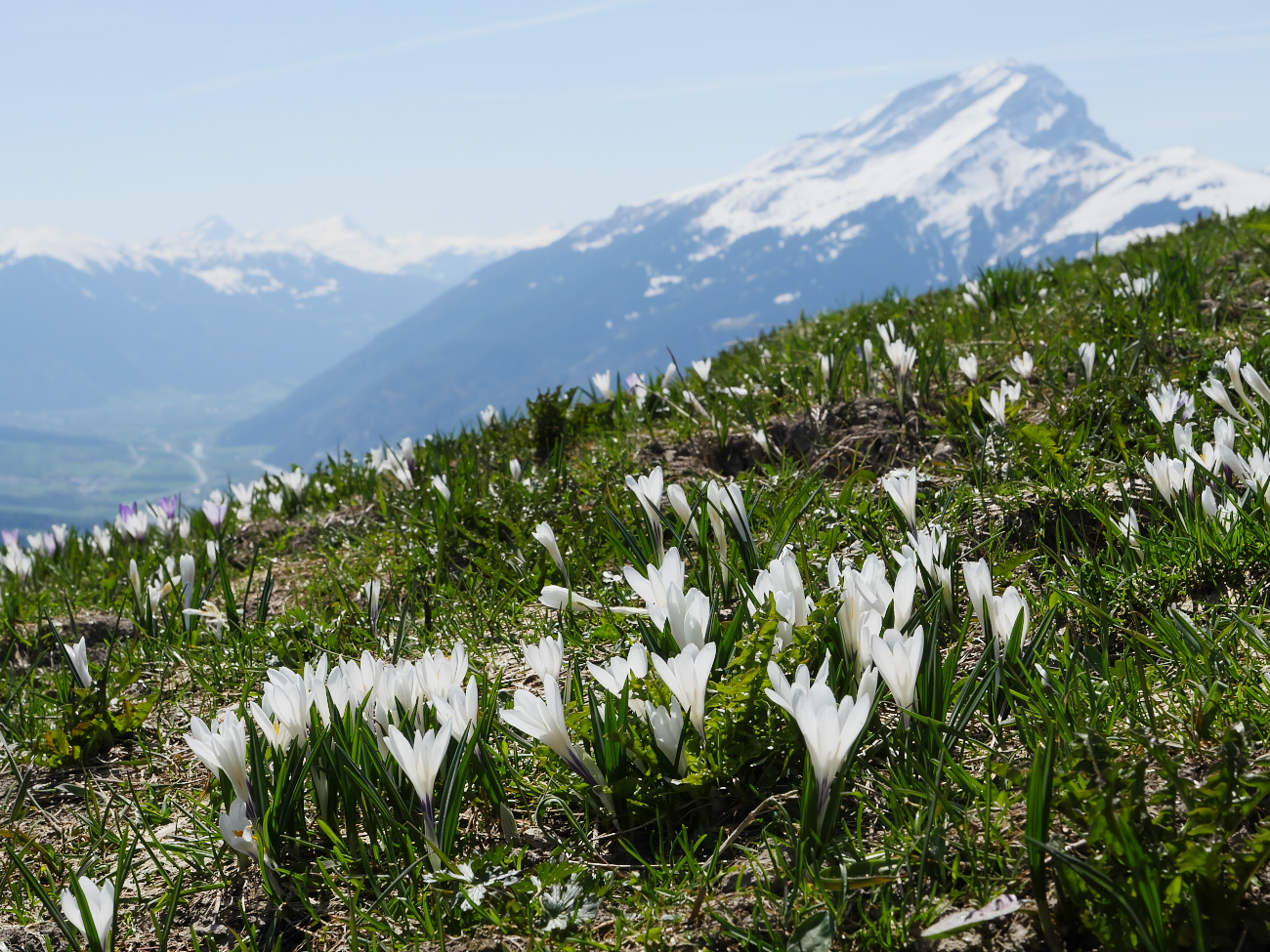 Bergfrühling