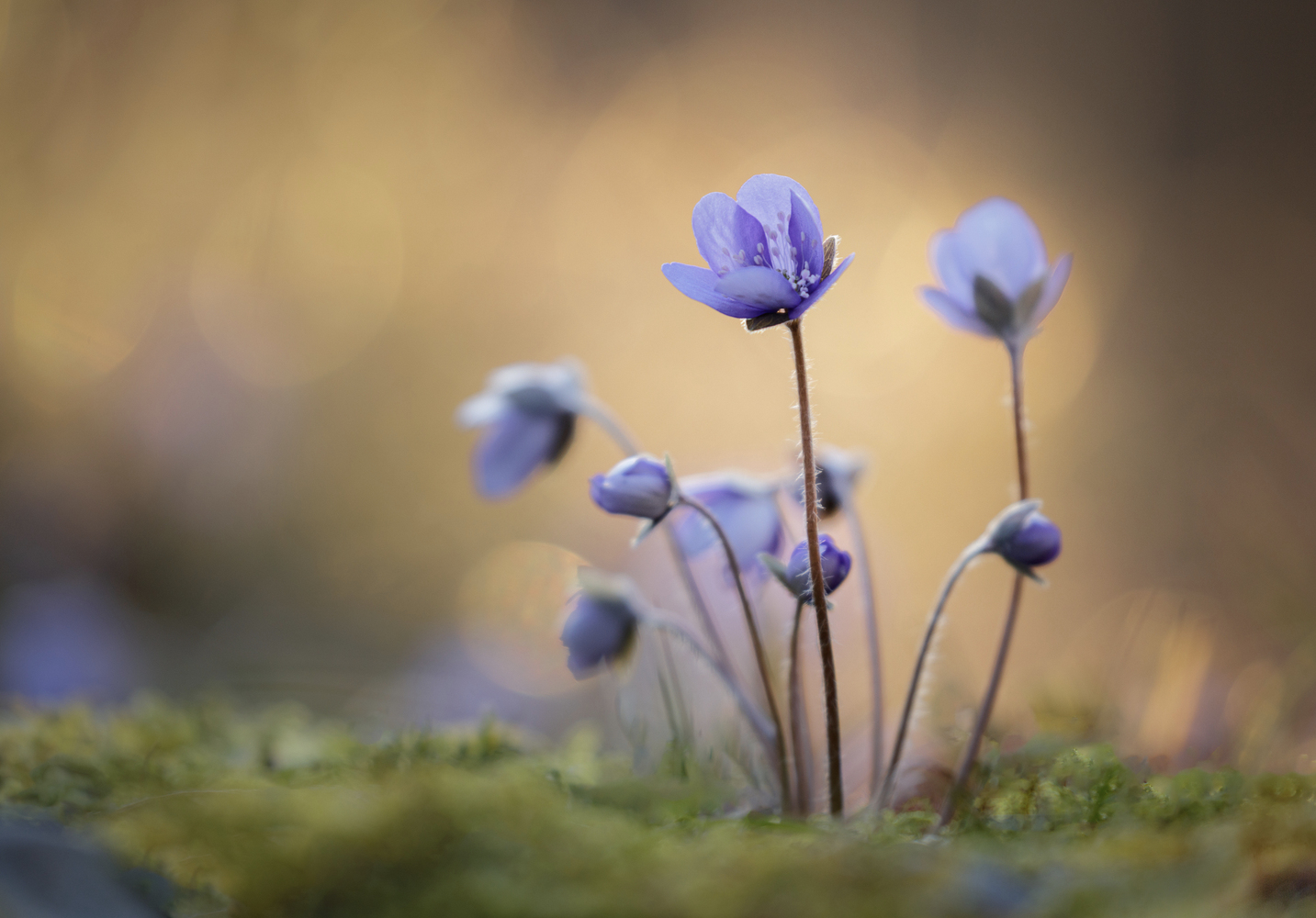 Grüppchen (Forum für Naturfotografen)
