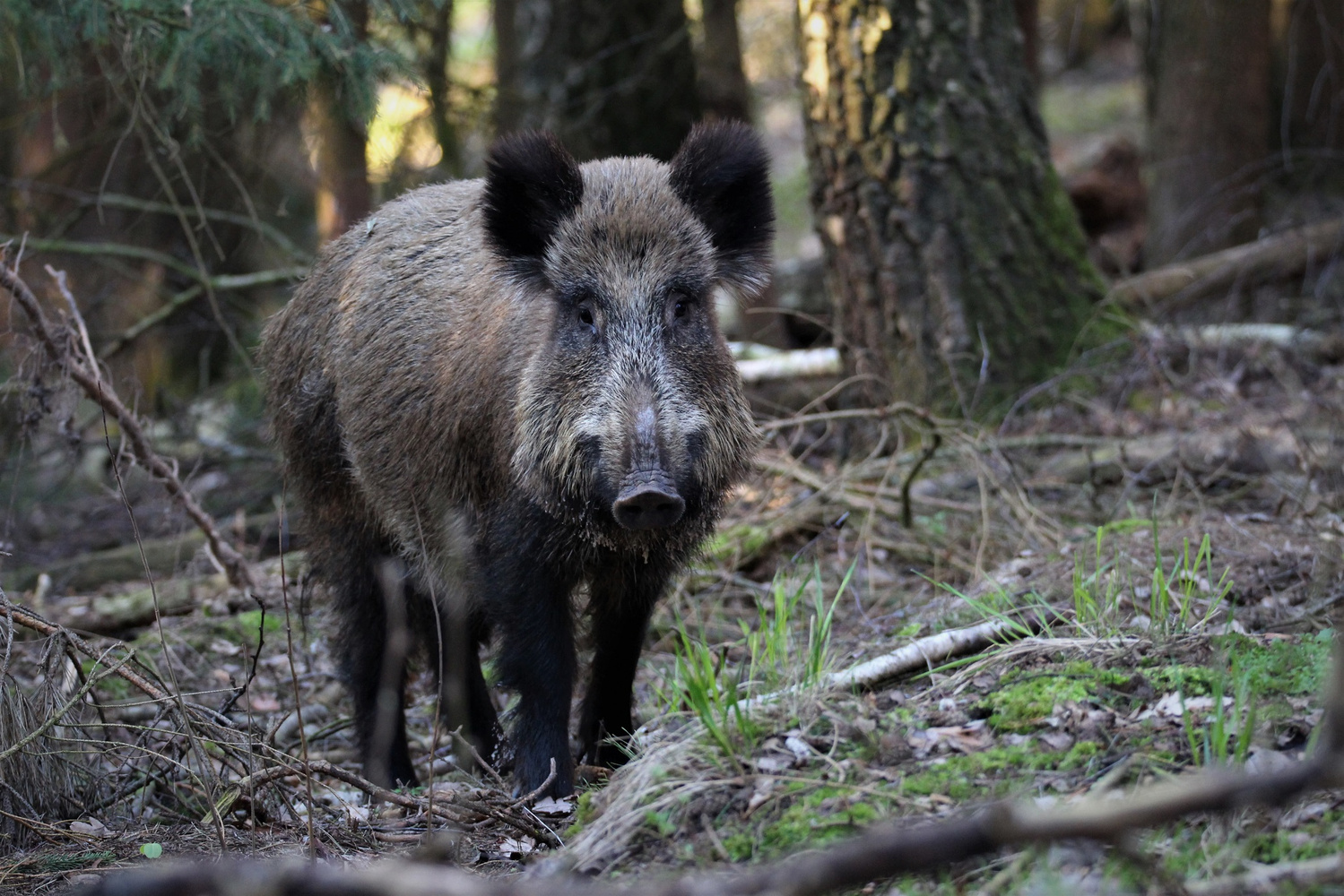 Wildschwein (Sus scrofa) (Forum für Naturfotografen)