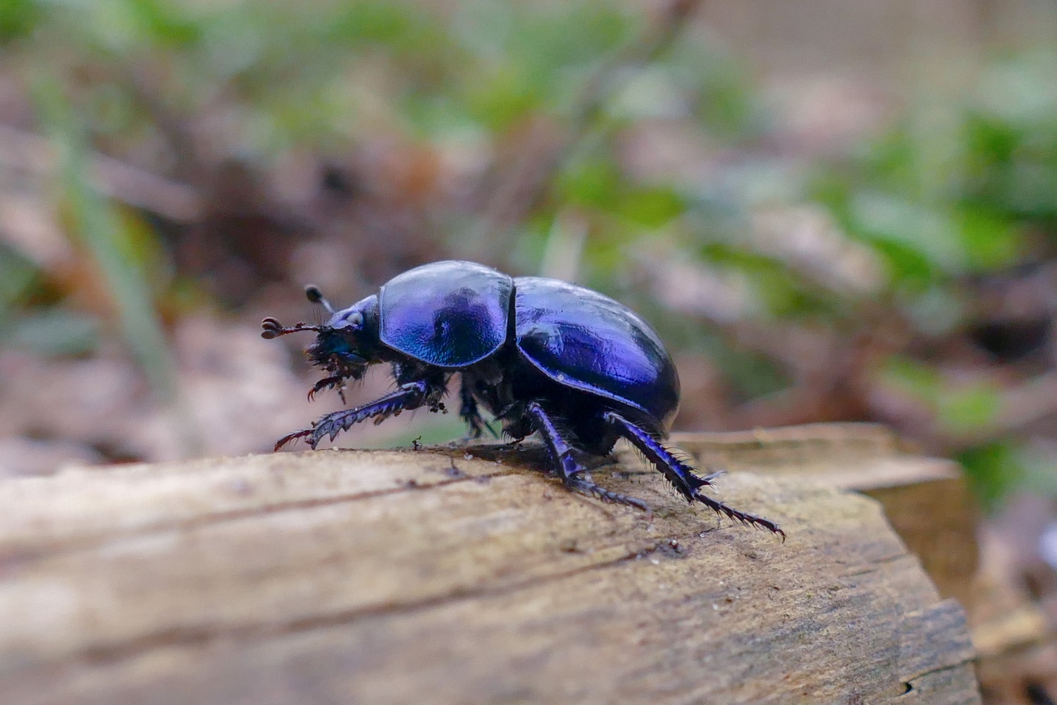Metallic Blau