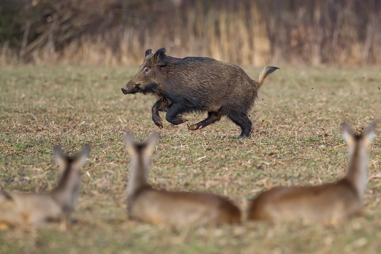 Im Schweinsgalopp...