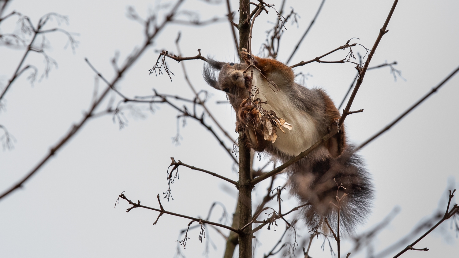 Was rieselt den da vom Baum