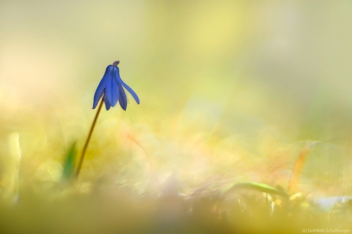 Scilla siberica