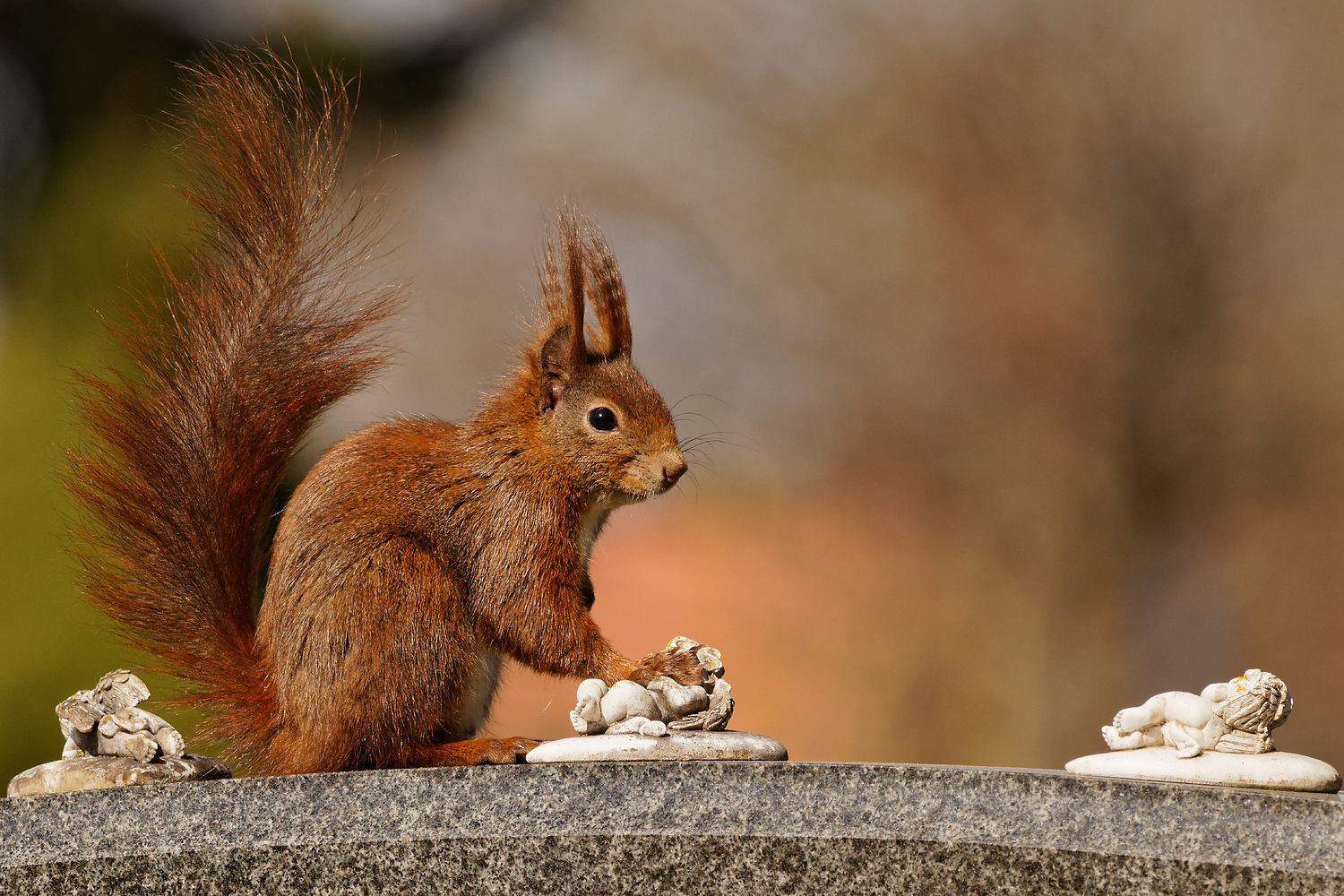 Eichhörnchen _im Frühlingssonnenschein