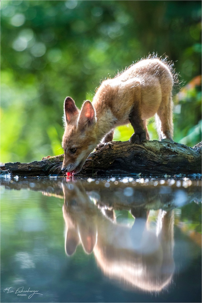 junger Fuchs im abendlichen Gegenlicht