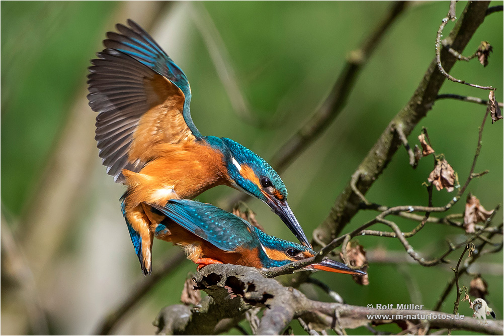 Eisvögel (Alcedo atthis) bei der Paarung