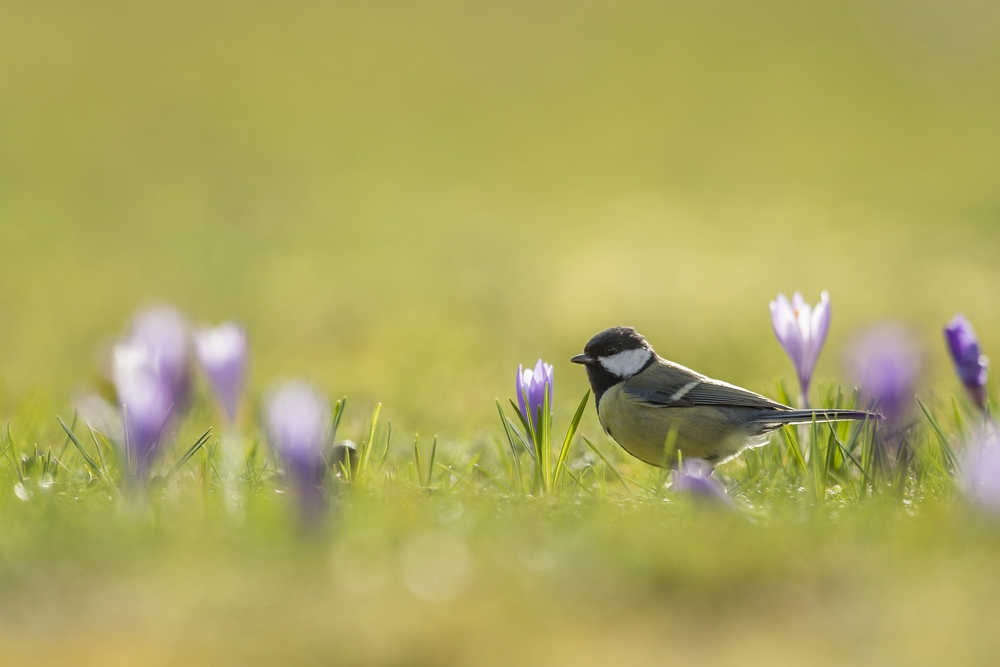 "...Frühling..."