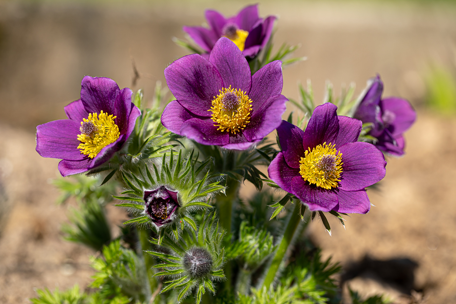 Pulsatilla vulgaris