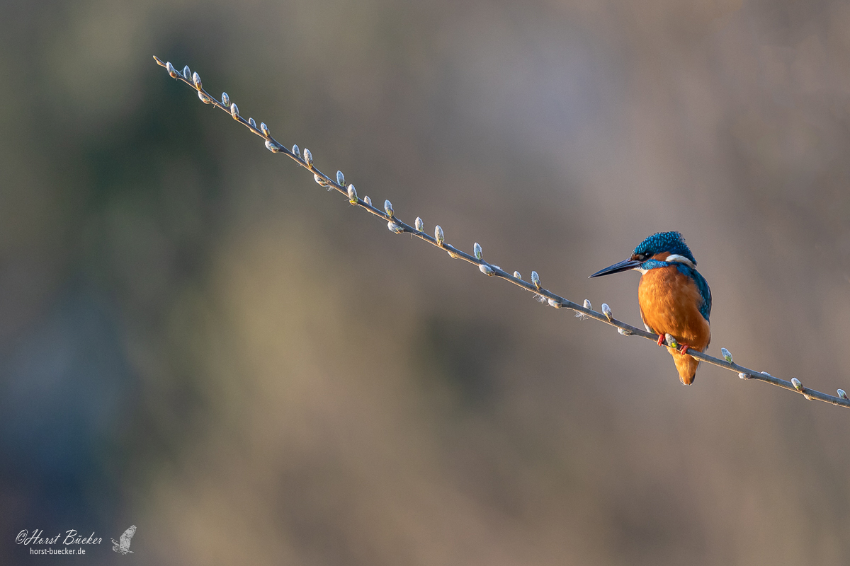 Eisvogel