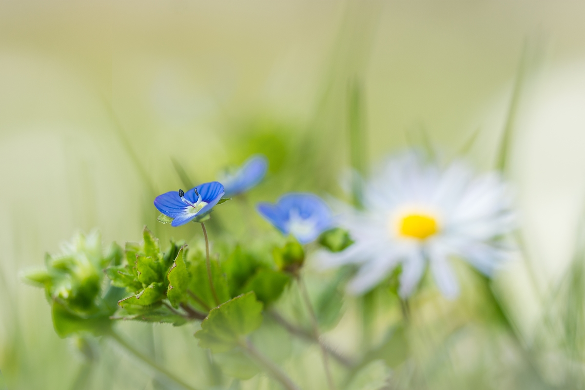 Persischer Ehrenpreis (Veronica persica)