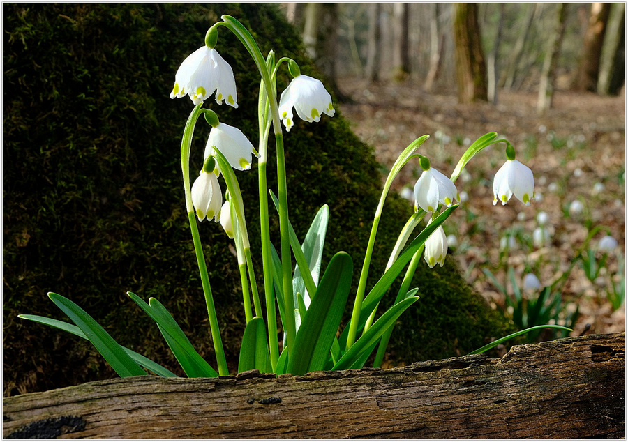 Frühlingsknotenblume