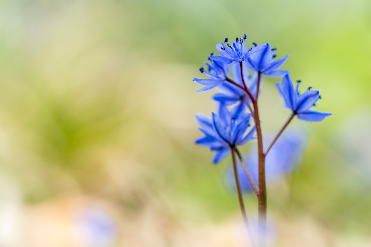 Zweiblättriger Blaustern (Scilla bifolia)