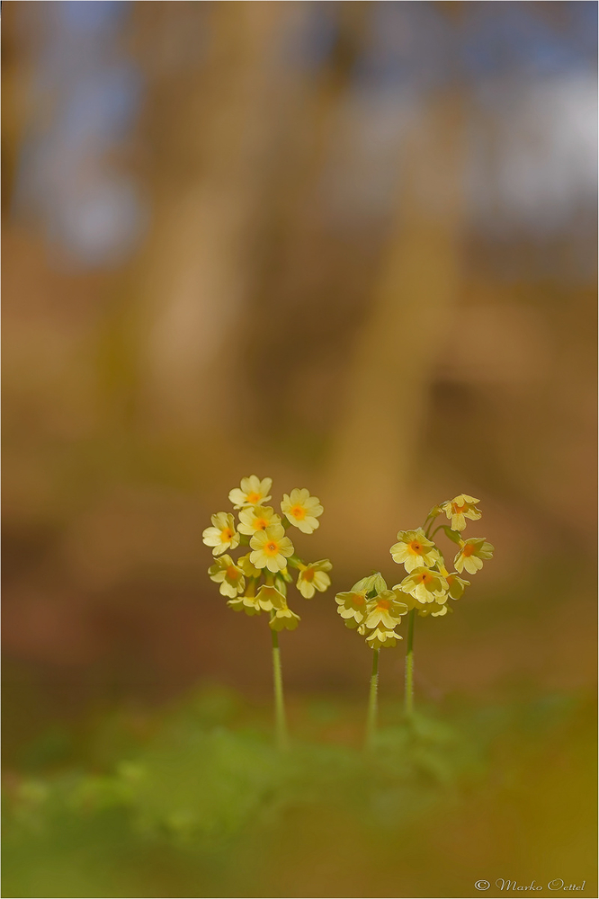Hohe Schlüsselblume (Primula elatior)