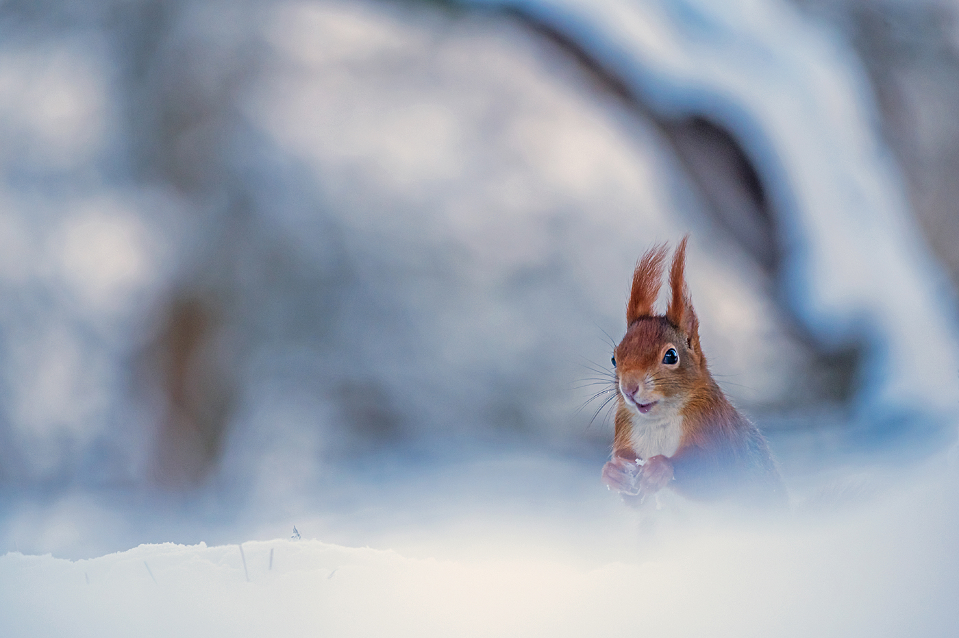 Letzte Wintergrüße