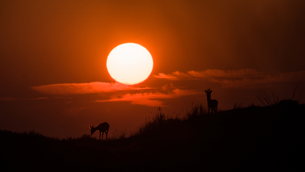 Sonnenuntergang in der Heide