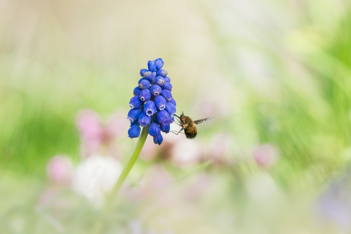 Armenische Traubenhyazinthe (Muscari armeniacum) mit Wolli