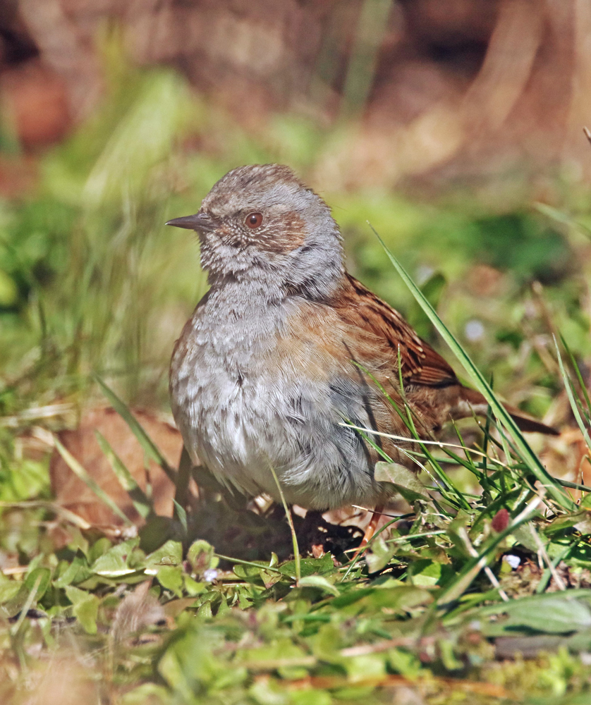 Steffens "Schreiadler", frontal