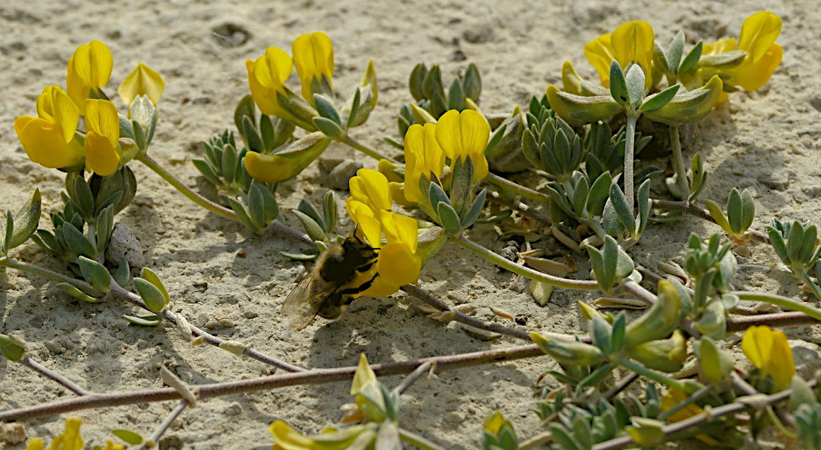 Blumenfoto, schleierfrei