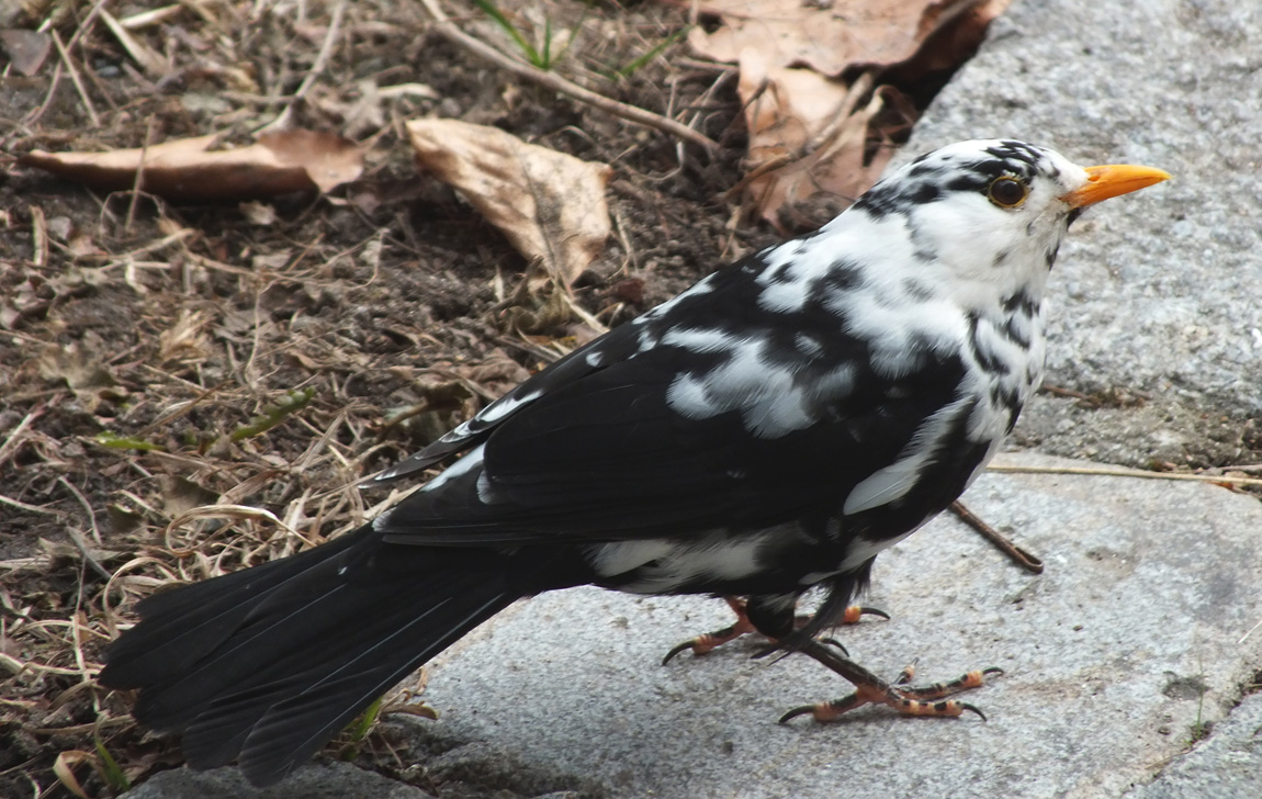 Bunte Amsel