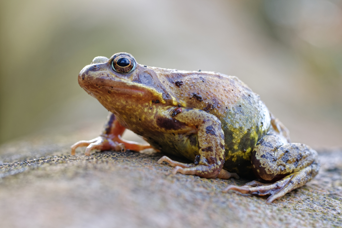 Sei kein Frosch...