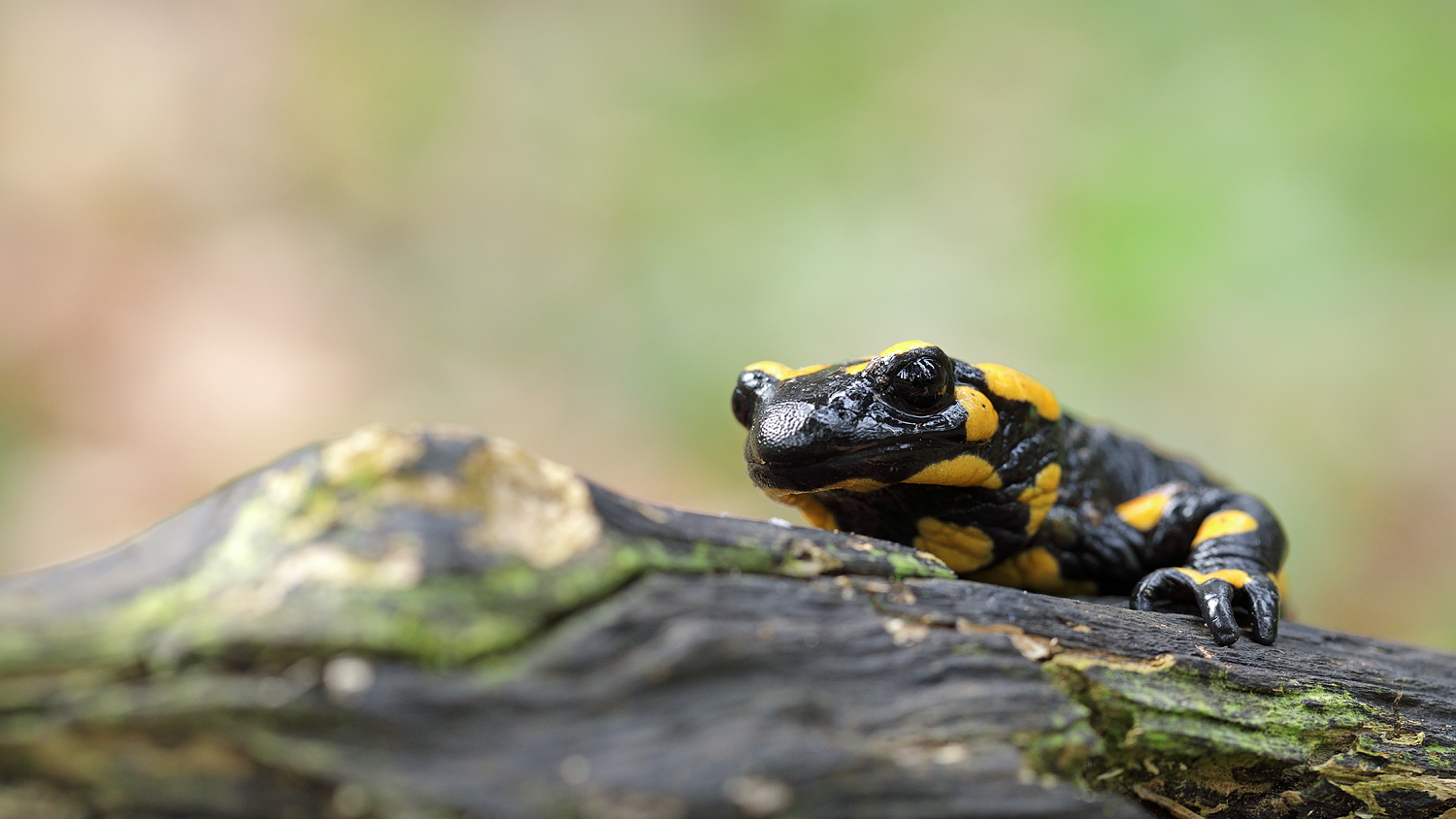 Feuersalamander