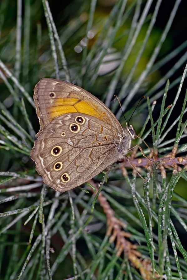 Kirinia roxelana ...