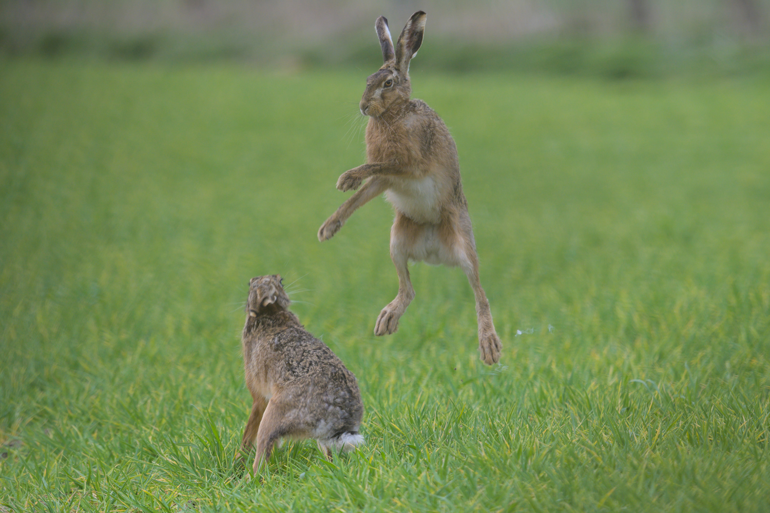 Hasen (Lepus europaeus) (Forum für Naturfotografen)